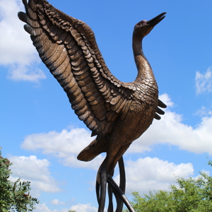 Song of the Sandhill